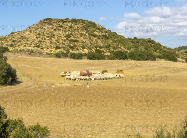 Farming landscape with sheep, Los Bañales, Layana, Zaragoza proviene, Aragon, Spain