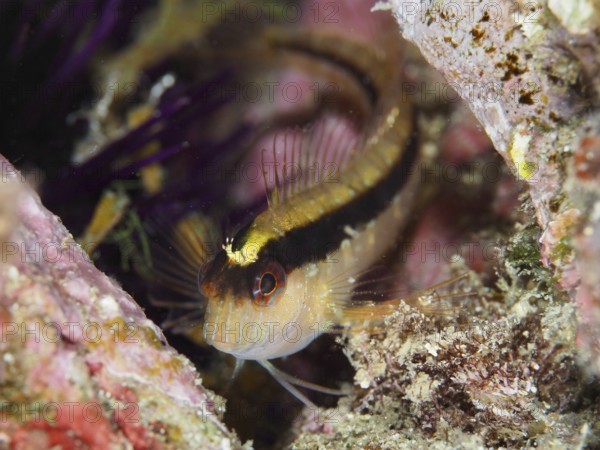 A detailed image of a small fish, longstriped hagfish (Parablennius rouxi), hidden among the colorful algae of a reef in the Mediterranean near Hyères, Giens Peninsula diving site, Porquerolles, Provence, Côte d'Azur, France