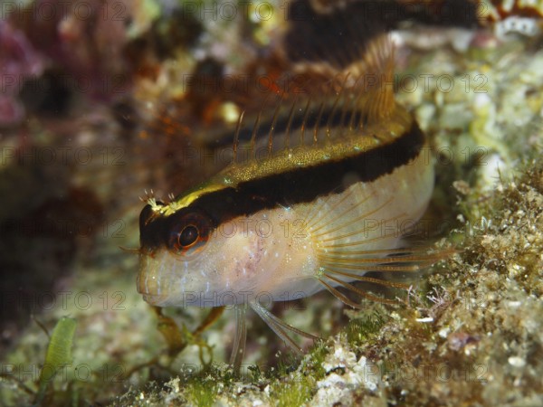 A small fish with vivid colors and details, longstriped hagfish (Parablennius rouxi), resting on an algae-covered seabed in the Mediterranean near Hyères, Giens Peninsula diving site, Porquerolles, Provence, Côte d'Azur, France