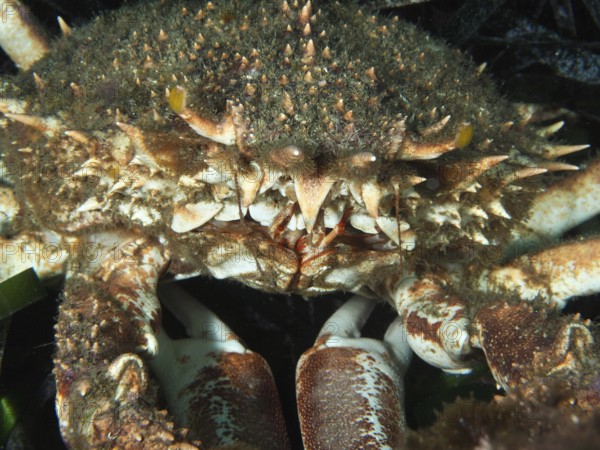 Close-up of a spiky crab with an impressive shell structure, large spider crab (Maja squinado) . Mediterranean near Hyères, Giens peninsula diving site, Porquerolles, Provence, Côte d'Azur, France