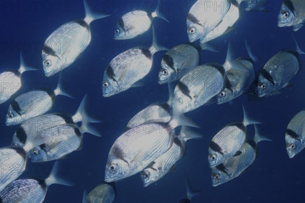 Close-up of a fish flock of two-banded bream (Diplodus vulgaris) in the Mediterranean near Hyères, Giens peninsula diving site, Porquerolles, Provence, Côte d'Azur, France