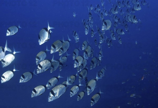 Large swarm of two-banded bream (Diplodus vulgaris) swimming in blue water in the Mediterranean near Hyères, Giens peninsula diving site, Porquerolles, Provence, Côte d'Azur, France