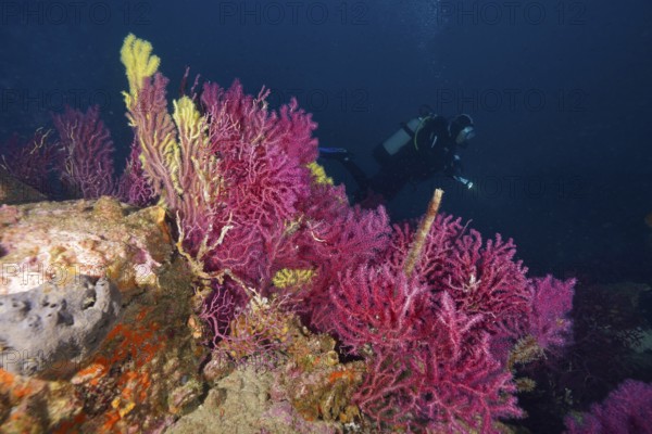 Divers next to colorful corals, color-changing gorgonia (Paramuricea clavata), in the deep blue sea in the Mediterranean near Hyères, Giens peninsula diving site, Porquerolles, Provence, Côte d'Azur, France