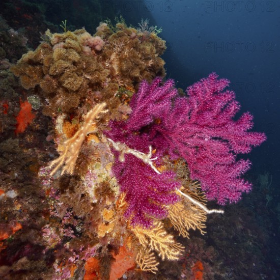 Versatile purple coral formations, color-changing gorgony (Paramuricea clavata), in the depth of a reef in the Mediterranean near Hyères, Giens peninsula diving site, Porquerolles, Provence, Côte d'Azur, France