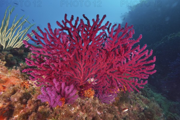 Brilliant red and purple corals, color-changing gorgonia (Paramuricea clavata), form a lively underwater garden in the Mediterranean near Hyères, Giens Peninsula diving site, Porquerolles, Provence, Côte d'Azur, France