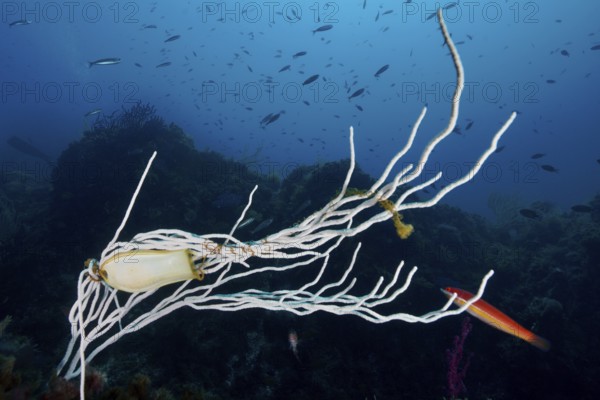 Egg capsule of large spotted cat shark (Scyliorhinus stellaris) attached to white gorgony (Eunicella singularis) in the Mediterranean near Hyères, Giens peninsula diving site, Porquerolles, Provence, Côte d'Azur, France