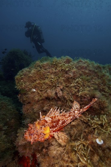 A diver approaches a scorpionfish, Great Red Dragon Head (Scorpaena scrofa), on a rock covered with algae in a deep underwater landscape in the Mediterranean near Hyères, Giens Peninsula diving site, Porquerolles, Provence, Côte d'Azur, France