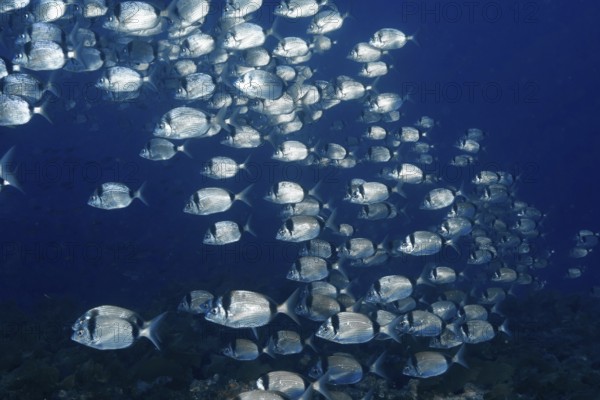 Large swarm of two-banded bream (Diplodus vulgaris) deep in the Mediterranean Sea near Hyères, Giens peninsula diving site, Porquerolles, Provence, Côte d'Azur, France