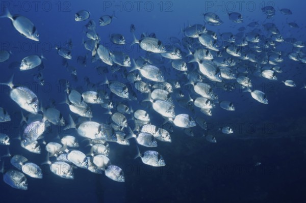 Swarm of two-banded bream (Diplodus vulgaris) swimming through deep blue water in the Mediterranean near Hyères, Giens peninsula diving site, Porquerolles, Provence, Côte d'Azur, France