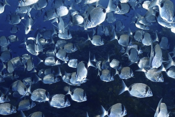 A large swarm of two-banded bream (Diplodus vulgaris) underwater in the Mediterranean near Hyères, Giens peninsula diving site, Porquerolles, Provence, Côte d'Azur, France