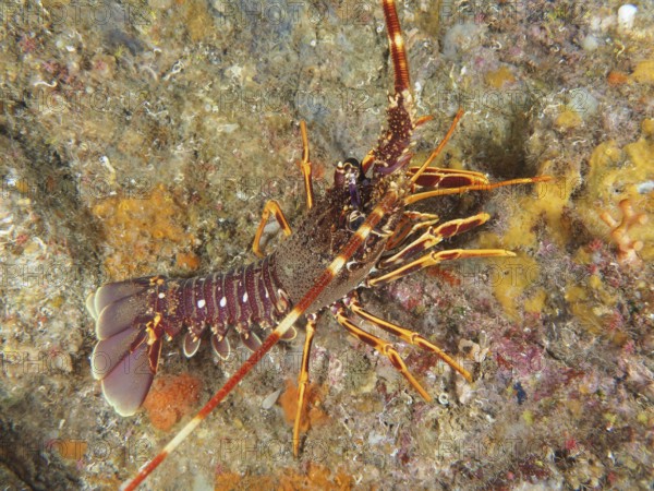 Side view of European crawfish (Palinurus elephas) with striking colors in the Mediterranean near Hyères, Giens peninsula diving site, Porquerolles, Provence, Côte d'Azur, France