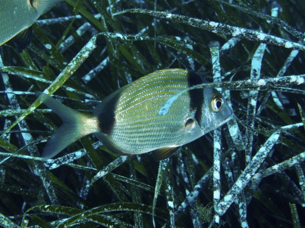 A single two-banded bream (Diplodus vulgaris) swims between Neptune's grass (Posidonia oceanica) in the Mediterranean near Hyères, Giens peninsula diving site, Porquerolles, Provence, Côte d'Azur, France