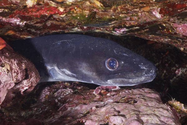 A sea eel (Conger conger) hides in a rocky cave, its eyes sparkle in the low light of the underwater world in the Mediterranean near Hyères, Giens peninsula diving site, Porquerolles, Provence, Côte d'Azur, France