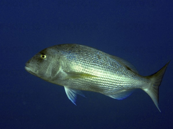 A single fish, toothbream (Dentex dentex), swims in deep blue water in the Mediterranean near Hyères, Giens peninsula diving site, Porquerolles, Provence, Côte d'Azur, France