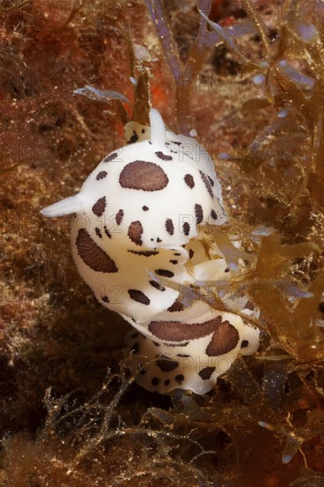 A black and white spotted leopard snail (Discodoris atromaculata), nudibranch, moves through the underwater flora in the Mediterranean near Hyères, Giens Peninsula diving site, Porquerolles, Provence, Côte d'Azur, France