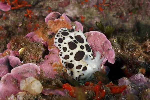 A spotted leopard snail (Discodoris atromaculata), nudibranch, glides across a colorful sea sponge, surrounded by colorful underwater world in the Mediterranean near Hyères, Giens Peninsula dive site, Porquerolles, Provence, Côte d'Azur, France