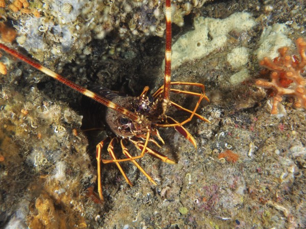 European crawfish (Palinurus elephas) in the Mediterranean near Hyères, Giens peninsula diving site, Porquerolles, Provence, Côte d'Azur, France