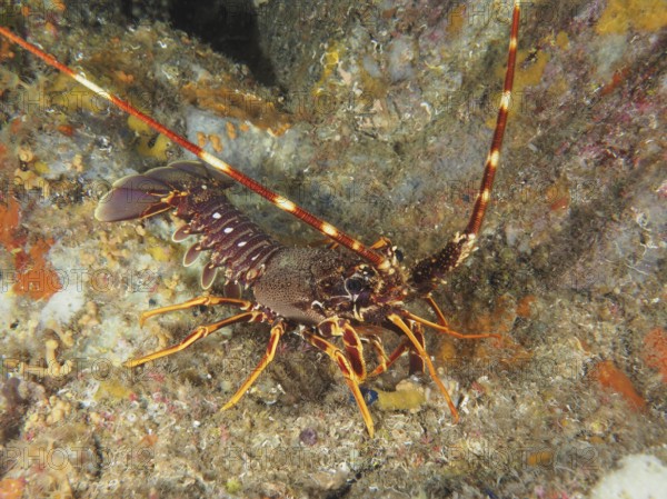 Detailed view of European crawfish (Palinurus elephas) in the Mediterranean near Hyères, Giens peninsula diving site, Porquerolles, Provence, Côte d'Azur, France