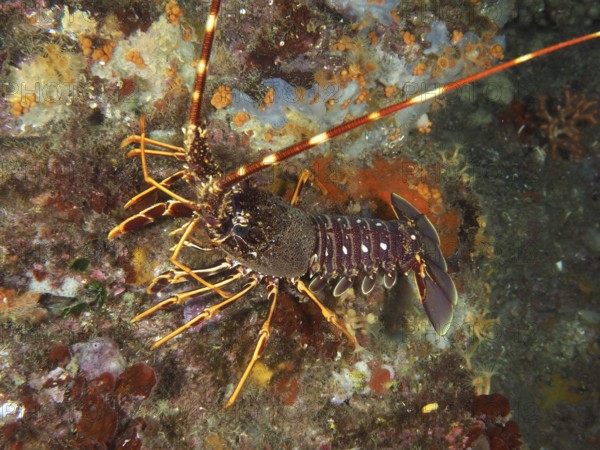 Underwater view of European crawfish (Palinurus elephas) on a colorful seabed in the Mediterranean near Hyères, Giens peninsula diving site, Porquerolles, Provence, Côte d'Azur, France