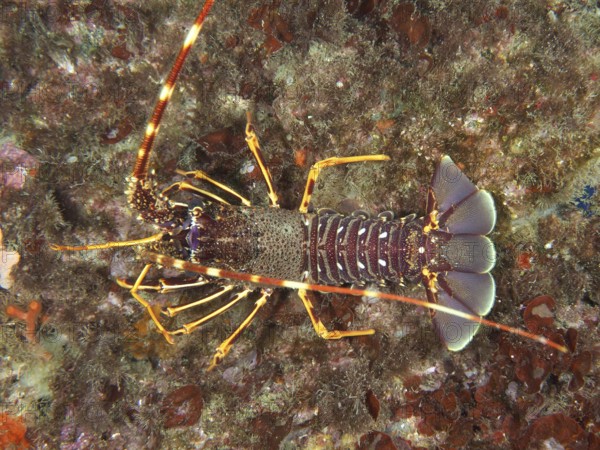 Lively European crawfish (Palinurus elephas) with distinctive orange-purple armor in the Mediterranean near Hyères, Giens peninsula diving site, Porquerolles, Provence, Côte d'Azur, France