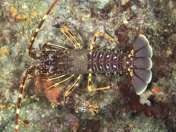 European crawfish (Palinurus elephas) with armored back and strong colors in the Mediterranean near Hyères, Giens peninsula diving site, Porquerolles, Provence, Côte d'Azur, France