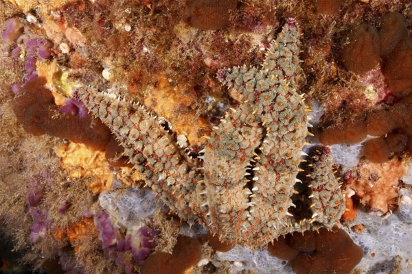 Structurally patterned ice starfish (Marthasterias glacialis), starfish, on a lively reef in the Mediterranean near Hyères, Giens peninsula diving site, Porquerolles, Provence, Côte d'Azur, France