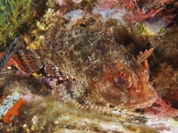 Brown dragon head (Scorpaena porcus) in reddish brown tones between seaweed under water in the Mediterranean near Hyères, Giens peninsula diving site, Porquerolles, Provence, Côte d'Azur, France