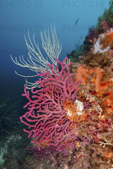 Colourful corals, colour-changing gorgonia (Paramuricea clavata) and white gorgonia (Eunicella singularis) on a rock in a bright blue sea in the Mediterranean near Hyères, Giens peninsula diving site, Porquerolles, Provence, Côte d'Azur, France