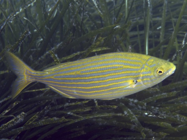 A single, colorful fish with yellow-blue stripes, gold stripes (Sarpa salpa), swims through seagrass in the Mediterranean near Hyères, Giens peninsula diving site, Porquerolles, Provence, Côte d'Azur, France