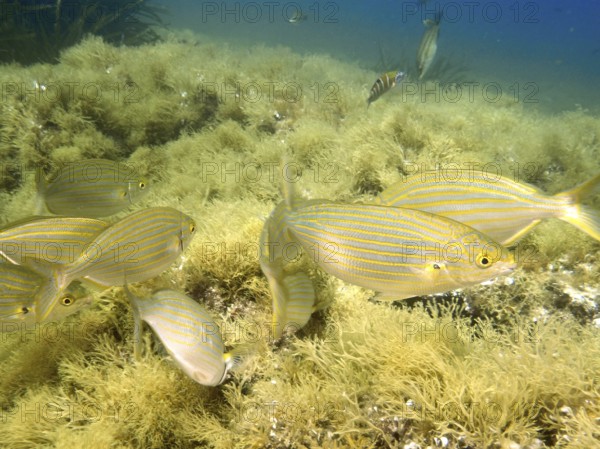 A swarm of fish, gold welts (Sarpa salpa), swims across algae-covered seabed in clear water in the Mediterranean near Hyères, Giens Peninsula diving site, Porquerolles, Provence, Côte d'Azur, France