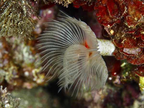 A smooth calcareous tubular worm (Protula tubularia) with spread tentacles in a lively reef in the Mediterranean near Hyères, Giens peninsula diving site, Porquerolles, Provence, Côte d'Azur, France