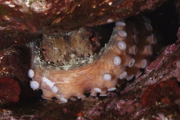 An octopus, common octopus (Octopus vulgaris) has hidden itself in a cave in the Mediterranean near Hyères, Giens peninsula diving site, Porquerolles, Provence, Côte d'Azur, France