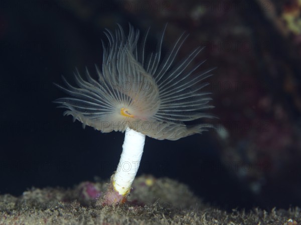 A single smooth calcareous worm (Protula tubularia) that develops its fine tentacles in dark water in the Mediterranean near Hyères, Giens peninsula diving site, Porquerolles, Provence, Côte d'Azur, France