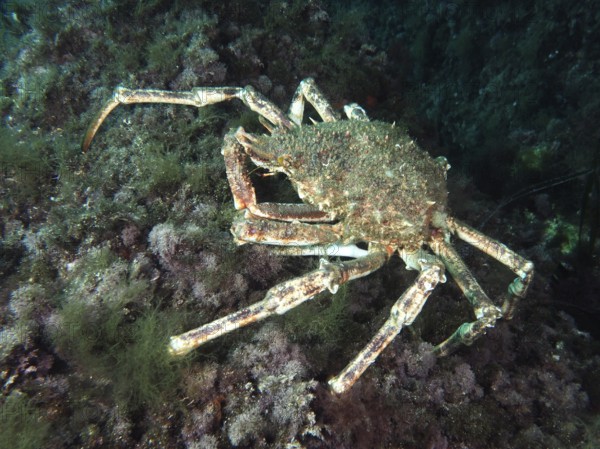 A large crab, spider crab (Maja squinado), moves among algae along a reef in the Mediterranean near Hyères, Giens peninsula diving site, Porquerolles, Provence, Côte d'Azur, France