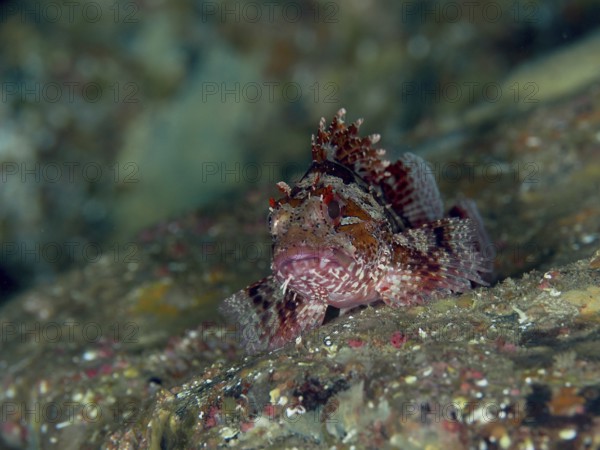 A small scorpionfish, Little Dragonhead (Scorpaena notata), rests camouflaged on the seabed, surrounded by natural textures and subtle colors in the Mediterranean near Hyères, Giens Peninsula diving site, Porquerolles, Provence, Côte d'Azur, France