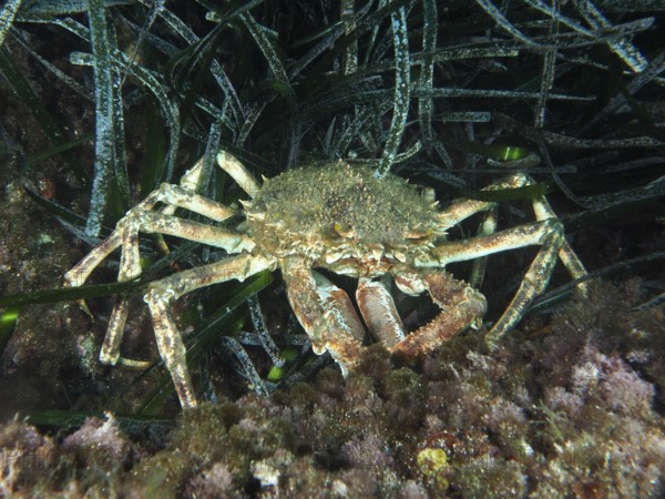 A crab, spider crab (Maja squinado), moves cleverly and camouflaged through Neptune grass (Posidonia oceanica) in the Mediterranean near Hyères, Giens Peninsula diving site, Porquerolles, Provence, Côte d'Azur, France