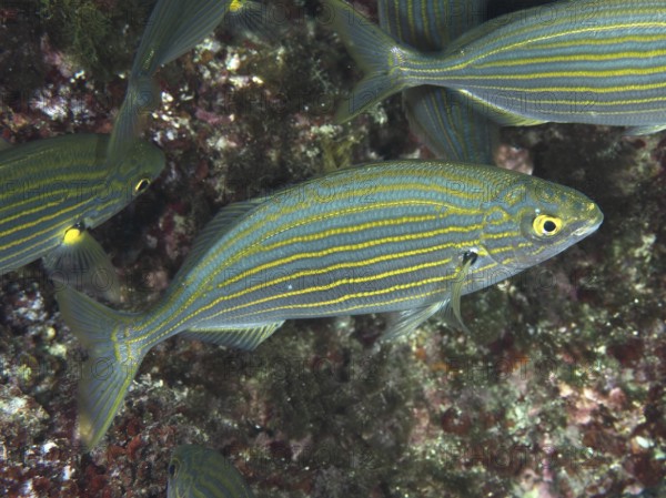 Fish with distinctive stripes, gold stripes (Sarpa salpa), swim elegantly through the Mediterranean near Hyères, Giens peninsula diving site, Porquerolles, Provence, Côte d'Azur, France