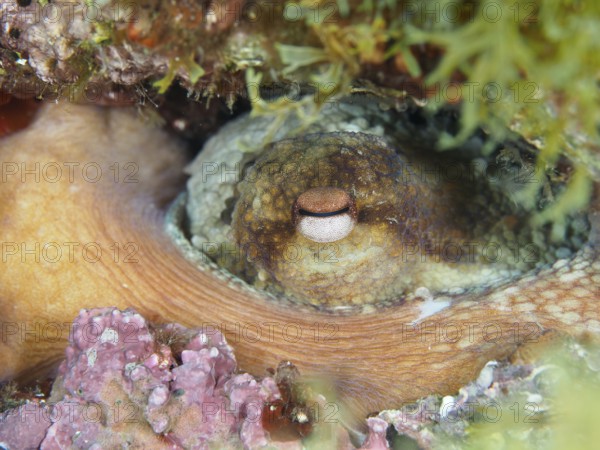 An octopus, common octopus (Octopus vulgaris) hiding among algae and looking at its surroundings in the Mediterranean near Hyères, Giens peninsula diving site, Porquerolles, Provence, Côte d'Azur, France