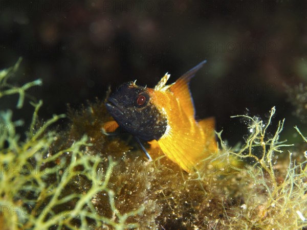 Small orange-black fish, yellow pointed hagfish (Tripterygion delaisi), hidden among algae in the Mediterranean near Hyères, Giens peninsula diving site, Porquerolles, Provence, Côte d'Azur, France