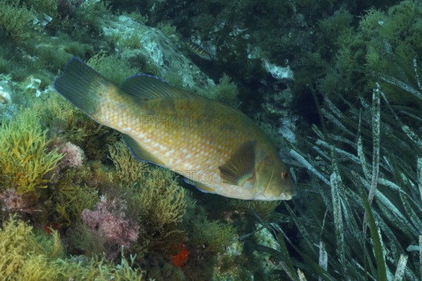 Spotted wrapfish (Labrus bergylta) swims next to rocks and various underwater plants in the Mediterranean near Hyères, Giens peninsula diving site, Porquerolles, Provence, Côte d'Azur, France