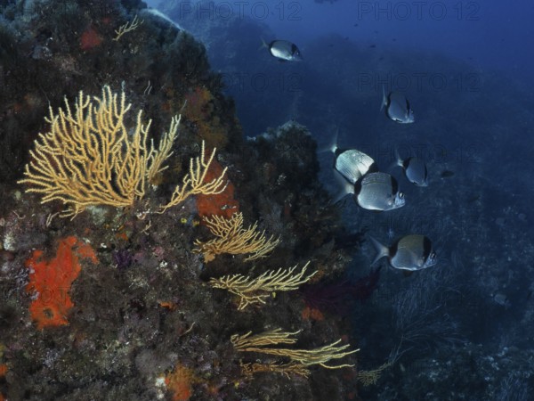 Underwater landscape with yellow gorgonians (Eunicella cavolinii) and two-tailed bream (Diplodus vulgaris) in the Mediterranean near Hyères, Giens peninsula diving site, Porquerolles, Provence, Côte d'Azur, France