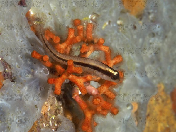 A small fish, long-striped hagfish (Parablennius rouxi), rests on a lively orange falsified coral (Myriapora truncata) in the Mediterranean near Hyères, Giens Peninsula diving site, Porquerolles, Provence, Côte d'Azur, France