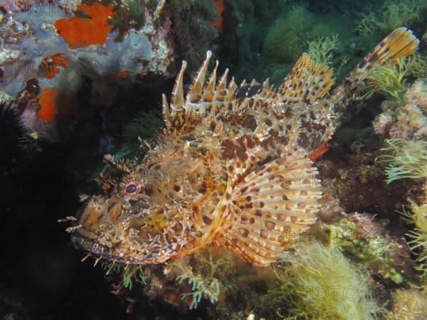A detailed scorpionfish, Great Red Dragonhead (Scorpaena scrofa), camouflages itself among colorful vegetation in a lively underwater world in the Mediterranean near Hyères, Giens Peninsula diving site, Porquerolles, Provence, Côte d'Azur, France