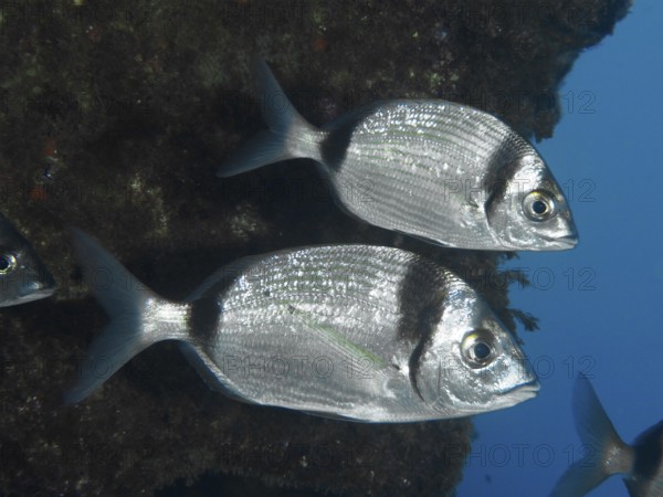 Two binded breams (Diplodus vulgaris) close to a rock in the blue water in the Mediterranean near Hyères, Giens peninsula diving site, Porquerolles, Provence, Côte d'Azur, France