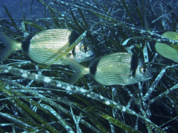 Two two-banded breams (Diplodus vulgaris) hide in Neptune grass (Posidonia oceanica) in the Mediterranean near Hyères, Giens peninsula diving site, Porquerolles, Provence, Côte d'Azur, France
