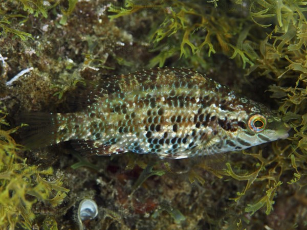 Five-legged wrapfish (Symphodus roissali) with patterned brown and green scales between algae in the Mediterranean near Hyères, Giens peninsula diving site, Porquerolles, Provence, Côte d'Azur, France