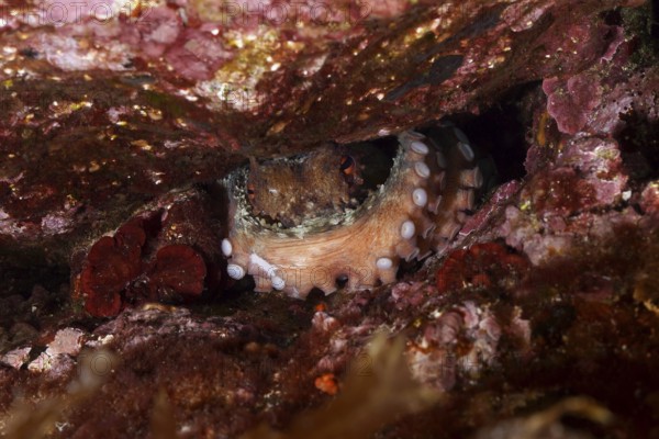 Octopus, common octopus (Octopus vulgaris) with visible tentacles hides between rocks in the Mediterranean near Hyères, Giens peninsula diving site, Porquerolles, Provence, Côte d'Azur, France