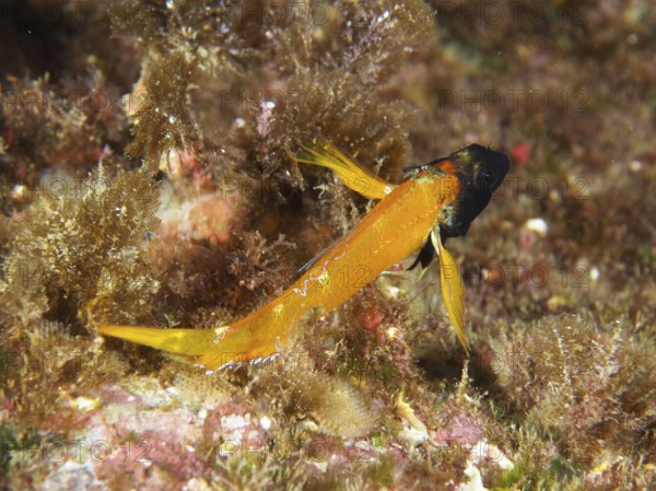 Small orange-colored fish with a dark head, yellow pointed hagfish (Tripterygion delaisi), between algae in the Mediterranean near Hyères, Giens peninsula diving site, Porquerolles, Provence, Côte d'Azur, France