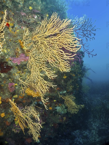 Yellow gorgonias (Eunicella cavolinii) grow on a rock in a blue underwater space in the Mediterranean near Hyères, Giens peninsula diving site, Porquerolles, Provence, Côte d'Azur, France
