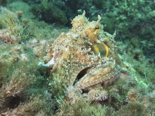 Camouflaged octopus, common octopus (Octopus vulgaris) among algae on the seabed in the Mediterranean near Hyères, Giens peninsula diving site, Porquerolles, Provence, Côte d'Azur, France